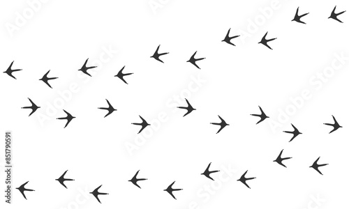 Vector trail print of bird isolated on white background. Chicken tracks.  Footprint silhouette tracks of Hen. Paw Print. Vector illustration. EPS10.