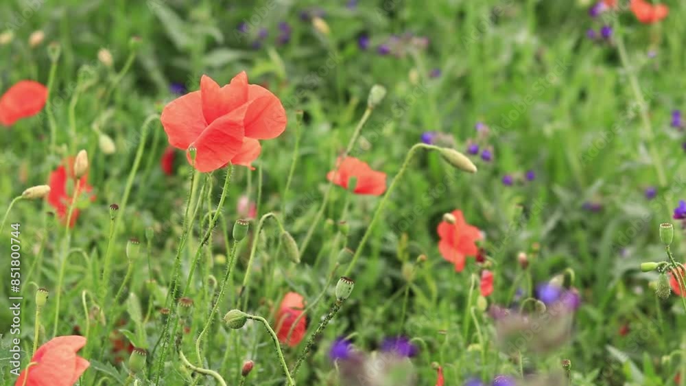 Red poppy. Spring flowers, natural background. A beautiful poppy blooms on a sunny windy day. Flowers close up. Papaver rhoeas. Flowers in the meadow Red poppy. Spring flowers, natural background. A beautiful poppy blooms on a sunny windy day. Flowers close up. Papaver rhoeas. Flowers in the meadow