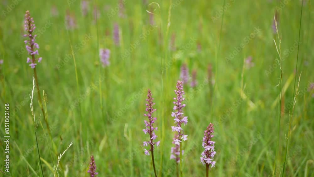 Wild orchid chalk fragrant orchid, plant pink blooms, Gymnadenia conopsea flower, meadow, endangered species blooming, UNESCO biosphere reservation Bile Karpaty White Carpathians nature reserve Wild orchid chalk fragrant orchid, plant pink blooms, Gymnadenia conopsea flower, meadow, endangered species blooming, UNESCO biosphere reservation Bile Karpaty White Carpathians nature reserve