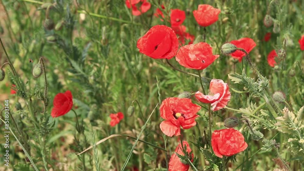 Red poppy. Spring flowers, natural background. A beautiful poppy blooms on a sunny windy day. Flowers close up. Papaver rhoeas. Flowers in the meadow Red poppy. Spring flowers, natural background. A beautiful poppy blooms on a sunny windy day. Flowers close up. Papaver rhoeas. Flowers in the meadow