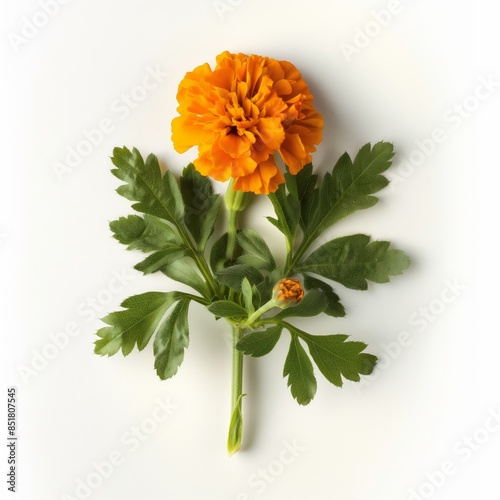 Detailed photo of a marigold plant isolated on white background photo