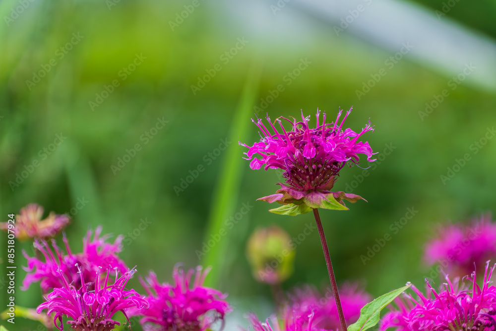 Obraz premium 鮮やかなピンクの花