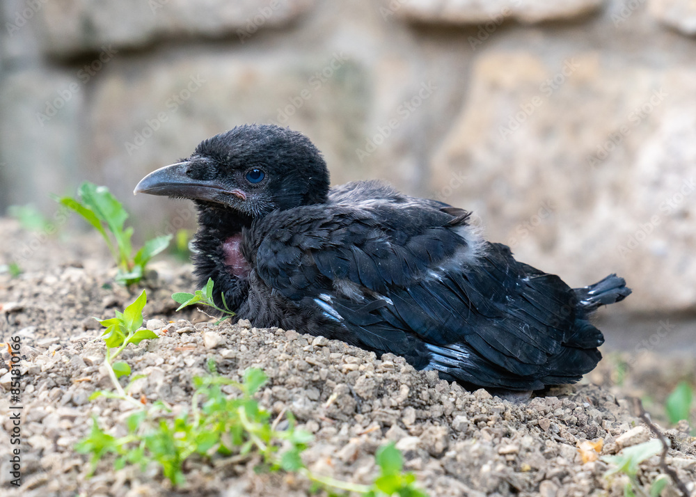 A little sick baby crow fell out of nest. Protecting and helping animals. A little sick baby crow fell out of nest. Protecting and helping animals.