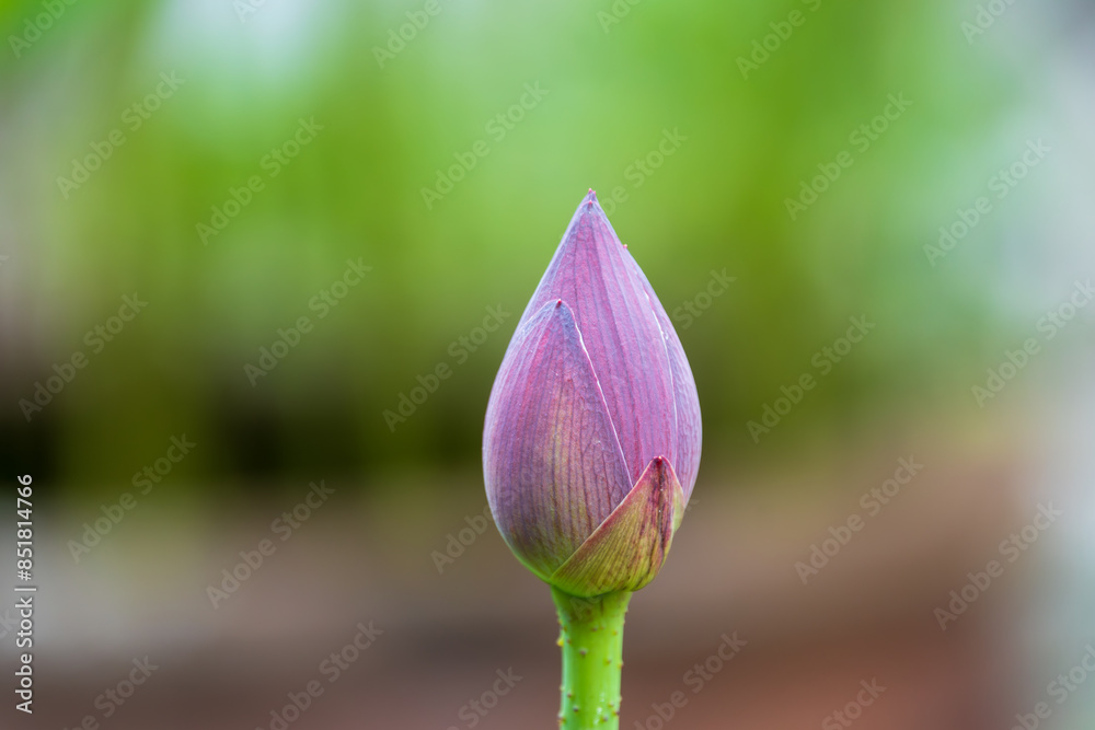 Obraz premium 美しい蓮の蕾