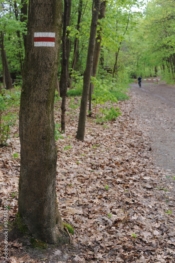 Trail mark or traffic sign painted on trees showing direction for hikers on hiking trails in forest in Poland, Europe Trail mark or traffic sign painted on trees showing direction for hikers on hiking trails in forest in Poland, Europe
