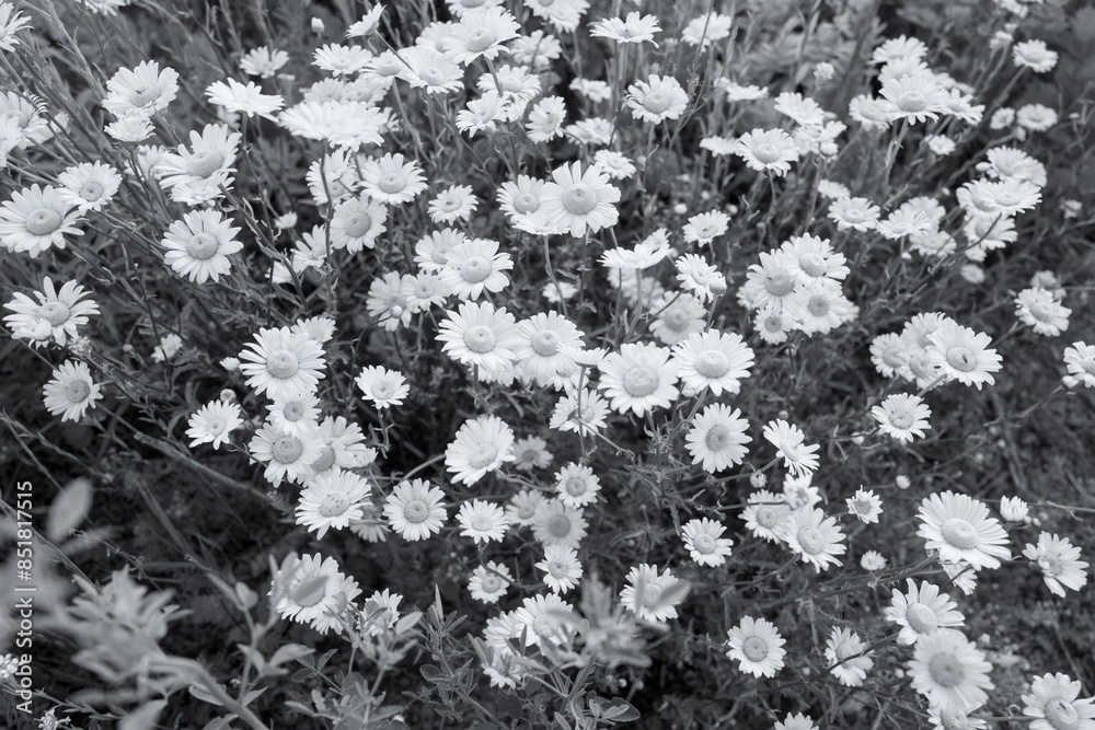 Bed of flowers in spring Bed of flowers in spring