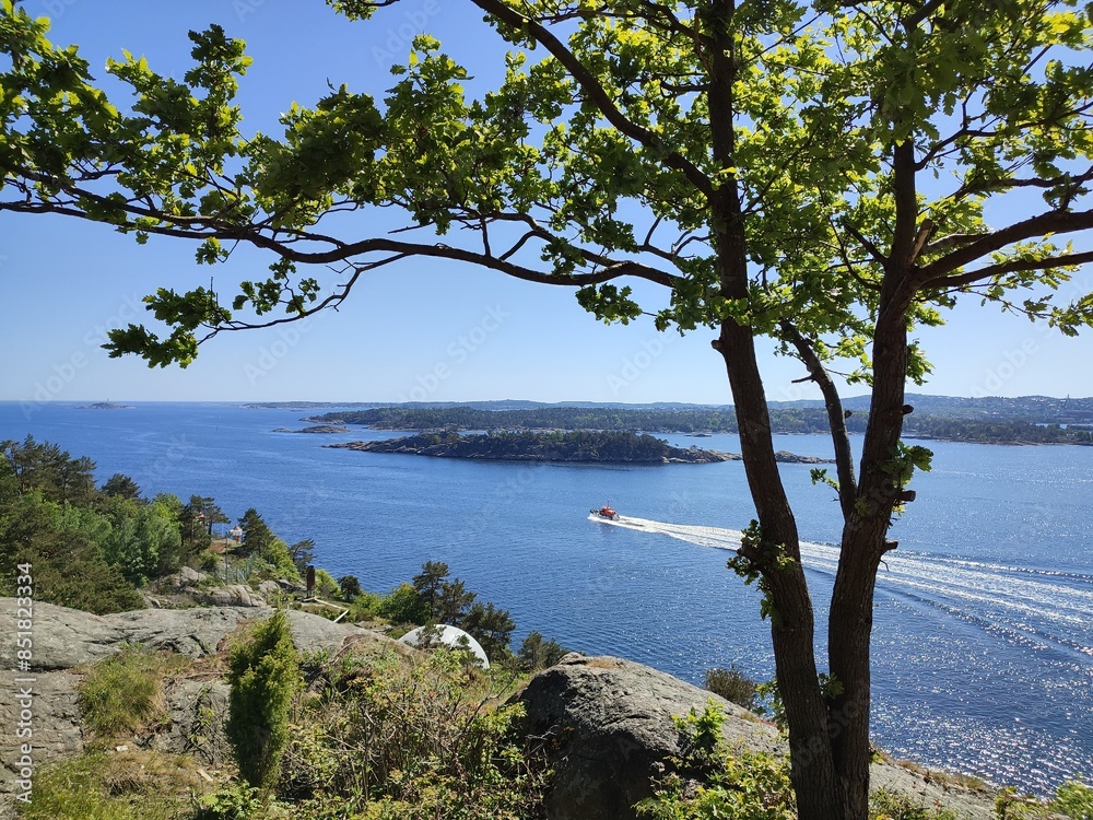 Tree on top of mountain overlooking sea bay Tree on top of mountain overlooking sea bay