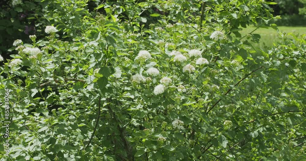 Arbuste Spirée de Van Houtte (Spiraea x vanhouttei) aux branches arquées portant de petites fleurs blanc pur en corymbes aplatis et couverts de feuilles triangulaires vert bleuté
Arbuste Spirée de Van Houtte (Spiraea x vanhouttei) aux branches arquées portant de petites fleurs blanc pur en corymbes aplatis et couverts de feuilles triangulaires vert bleuté