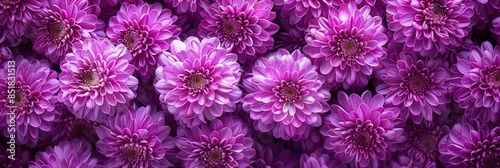 A Close-Up View of Pink Flowers © Planetz