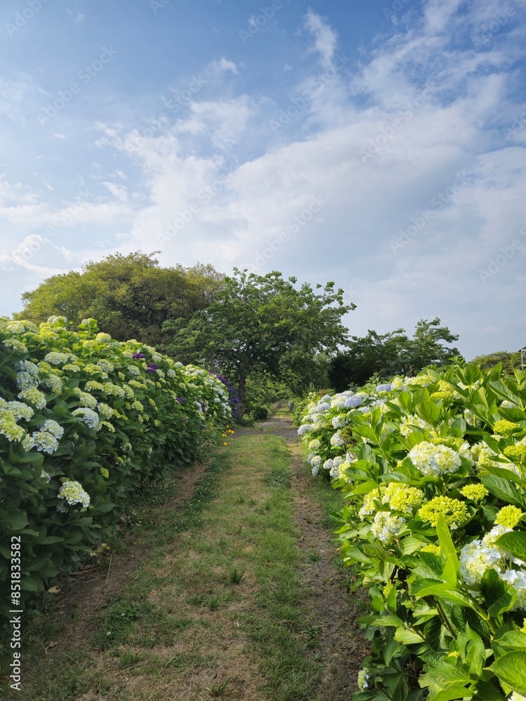 Naklejka premium 수국 꽃길