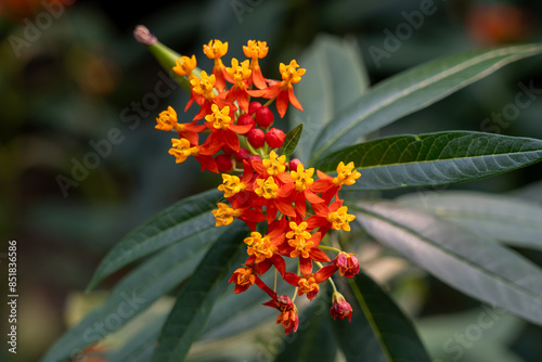 Ascelepias Curassavica (tropical milkweed) flower in a garden. Canada. photo