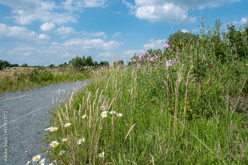 Sommerblumen am Wegesrand. Es wirkt als führt der Weg in den schönen bauen Himmel mit seinen weißen schön Wetter Wolken