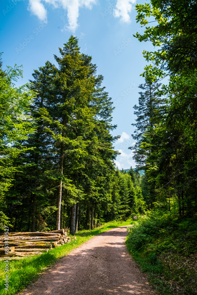 Germany, Black forest schwarzwald nature landscape hiking trail through green forest in summer with sun alongside many tree trunks