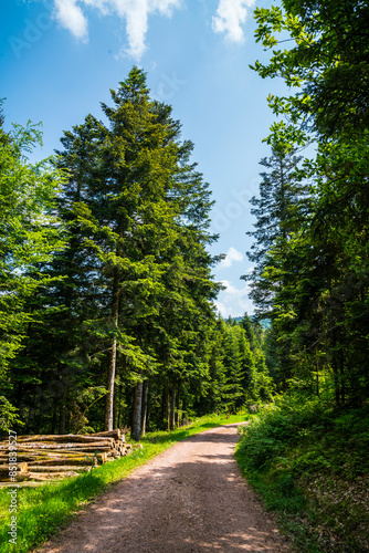 Obraz na płótnie Germany, Black forest schwarzwald nature landscape hiking trail through green forest in summer with sun alongside many tree trunks w salonie