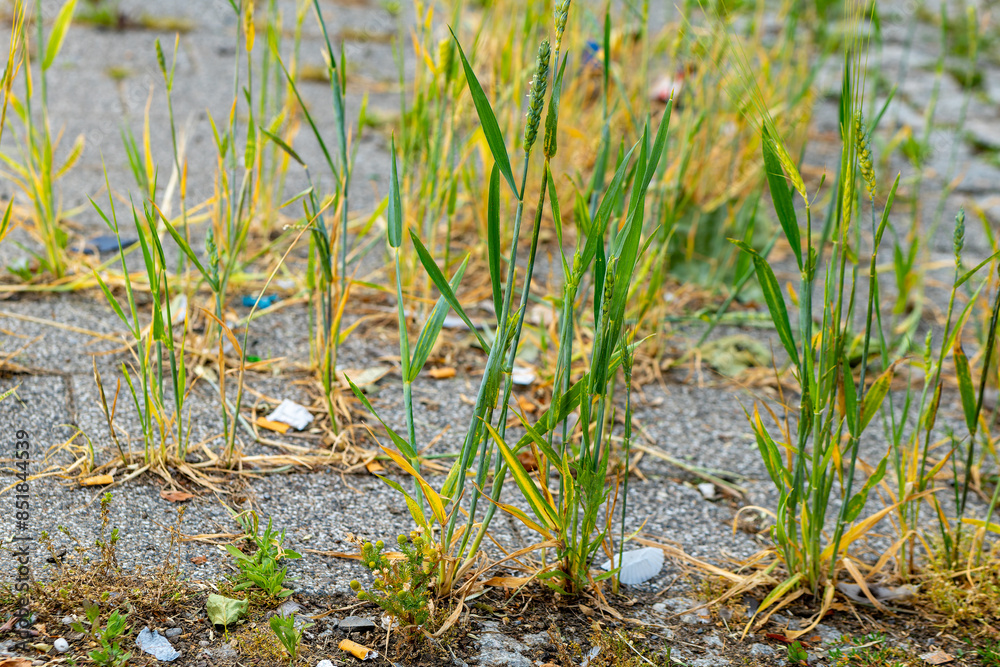 patch of grass is growing in a crack in the sidewalk patch of grass is growing in a crack in the sidewalk