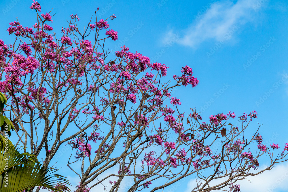 The most beautiful trees in flower: Pink Trumpet Tree (Tabebuia impetiginosa or Handroanthus impetiginosus). The most beautiful trees in flower: Pink Trumpet Tree (Tabebuia impetiginosa or Handroanthus impetiginosus).