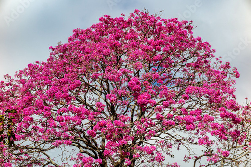 The most beautiful trees in flower: Pink Trumpet Tree (Tabebuia impetiginosa or Handroanthus impetiginosus).