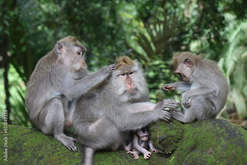 Macaque family taking care of each other