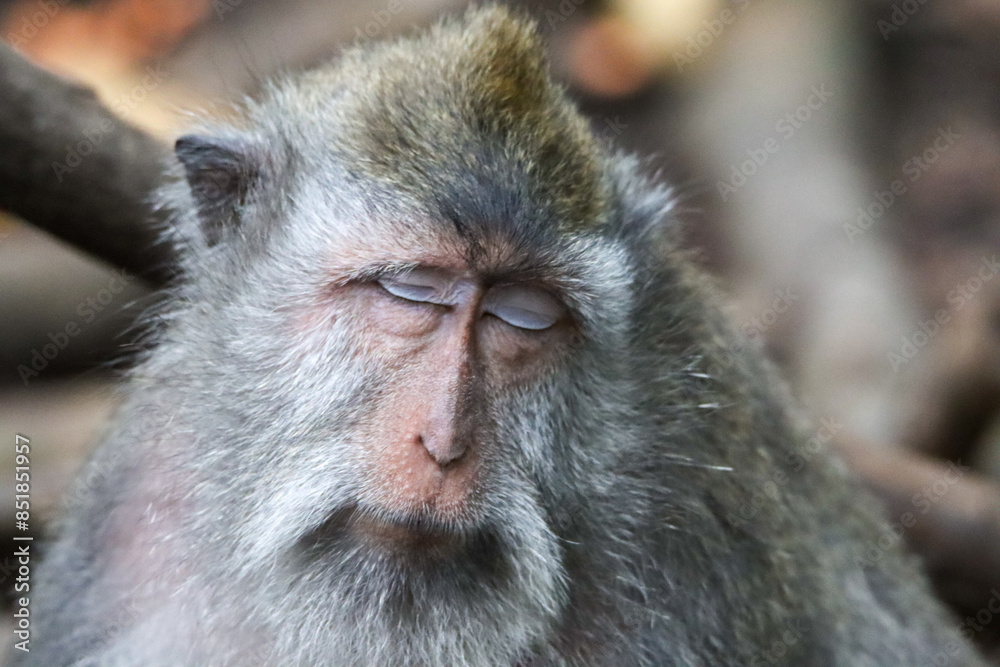 Close-up of a sleeping baboon Close-up of a sleeping baboon