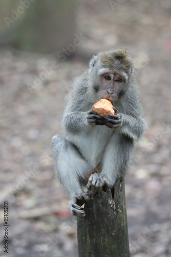 Close-up of an macaque eating