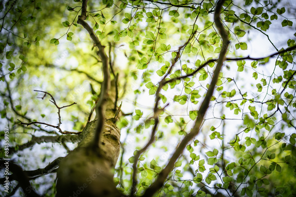 Fototapeta premium Looking up at a tree on a clear sunny evening through green leaves