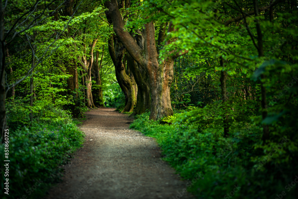 Naklejka premium A old tree trunk in forest on a sunny evening, close to Brighton, East Sussex, UK