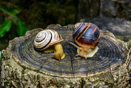 Cepaea vindobonensis and Helix vulgaris - two crawling land pulmonate molluscs on a tree stump