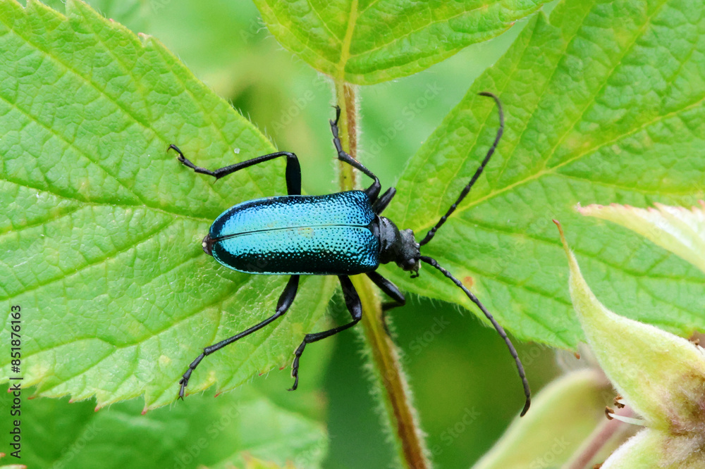 Naklejka premium Insect