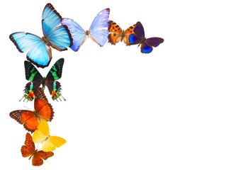 Multicolored butterflis frame
