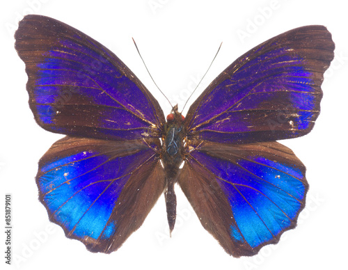 Obraz na płótnie morpho adonis blue butterfly