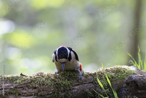 Buntspecht (Dendrocopos major)