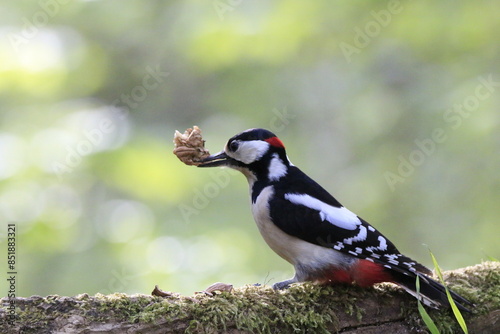 Buntspecht (Dendrocopos major)