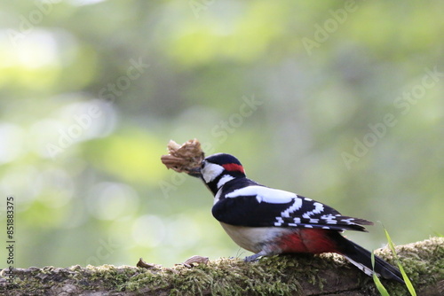 Buntspecht (Dendrocopos major)