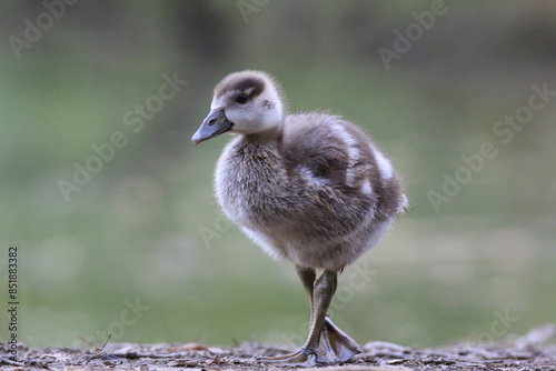 Nilgans Küken Portrait (alopochen aegyptica) photo