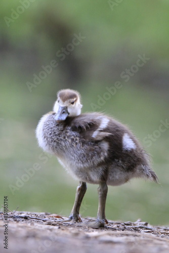 Nilgans Küken (Alopochen aegyptiaca)