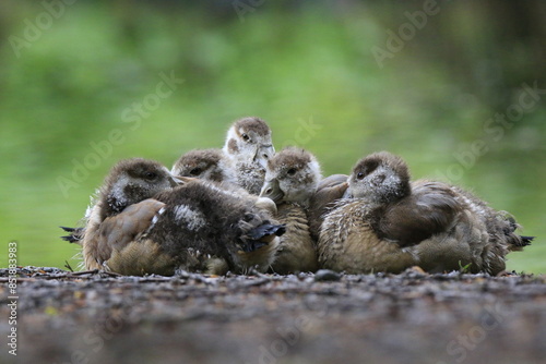 Nilgans Familie Küken (alopochen aegyptiaca)