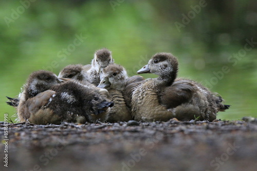 Nilgans Familie Küken (alopochen aegyptiaca)