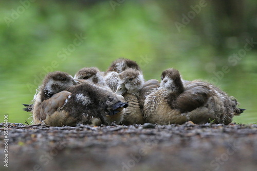 Nilgans Familie Küken (alopochen aegyptiaca)