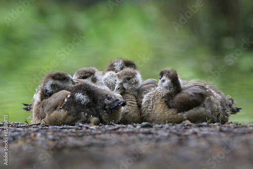 Nilgans Familie Küken (alopochen aegyptiaca)