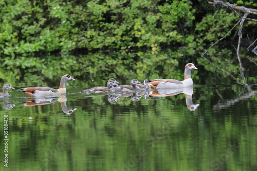 Nilgans Familie Küken (alopochen aegyptiaca)