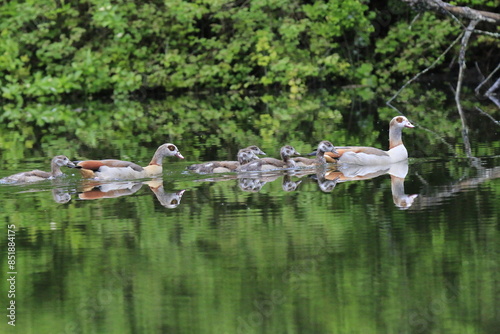 Nilgans Familie Küken (alopochen aegyptiaca)