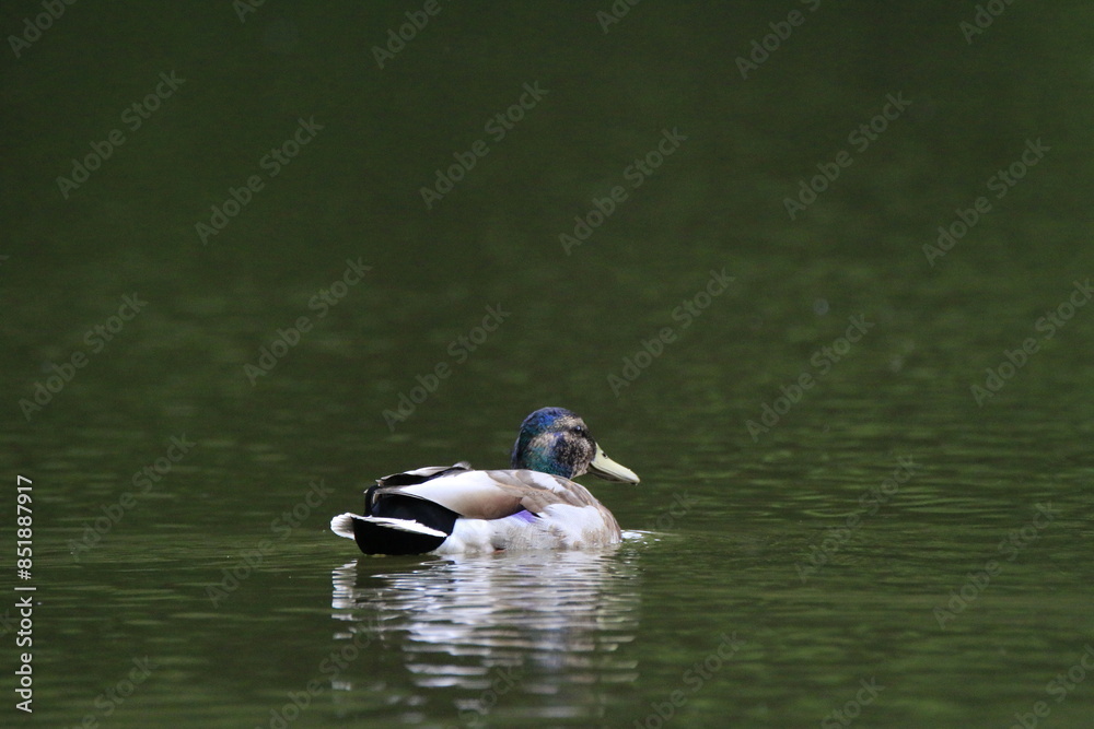 Fototapeta premium Stockente (Anas platyrhynchos)