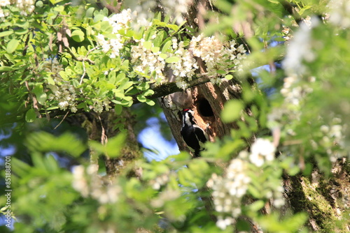 Buntspecht bei der Fütterung (Dendrocopos major) photo