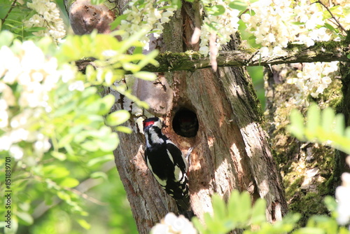 Buntspecht bei der Fütterung (Dendrocopos major) photo