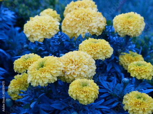Fotografie Fleurs jaunes