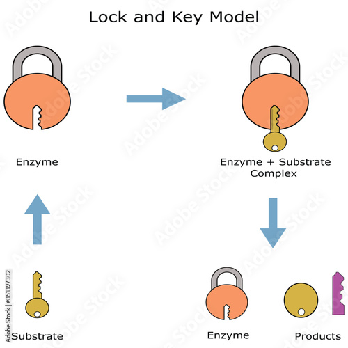 Key and lock hypothesis. Mechanism of action of the enzyme.