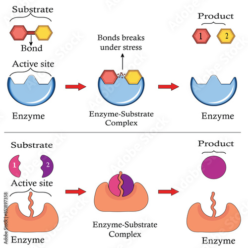 Mechanism of Action of Enzymes. Substrate reactants enter active site of enzyme. Chemical reaction creates products. photo