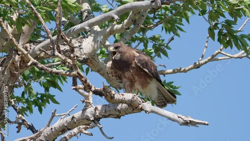 Wallpaper Mural Swainson's Hawk perched on a branch as it screeches as it protects its nest. Torontodigital.ca