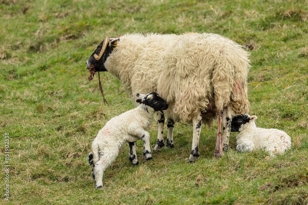Lambing time in the Scottish Glens and a Scottish Blackface ewe or mother sheep has just given birth to her two lambs and is eating the placenta. Horizontal. Space for copy. Lambing time in the Scottish Glens and a Scottish Blackface ewe or mother sheep has just given birth to her two lambs and is eating the placenta. Horizontal. Space for copy.