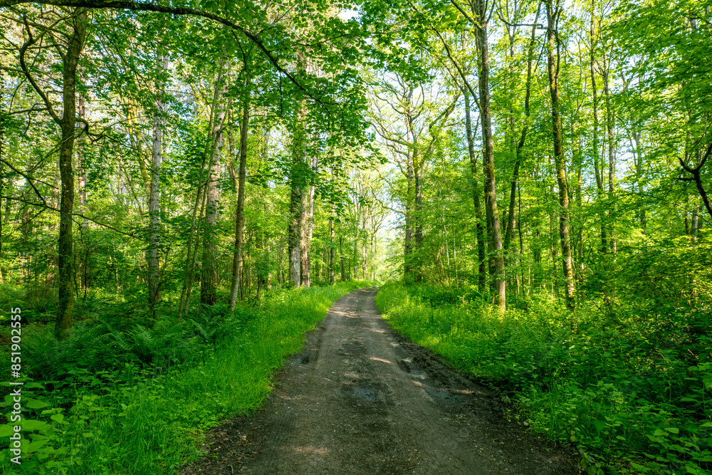 A muddy forest path stretches through a verdant woodland, surrounded by lush green trees. The dappled sunlight and serene environment create a peaceful atmosphere, perfect for a quiet stroll. A muddy forest path stretches through a verdant woodland, surrounded by lush green trees. The dappled sunlight and serene environment create a peaceful atmosphere, perfect for a quiet stroll.